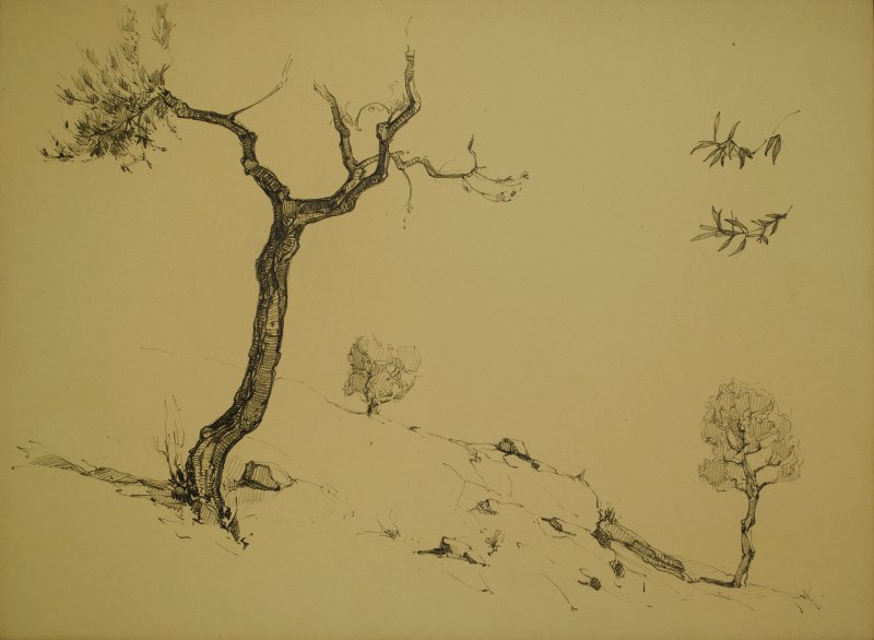 1928 ca. - Alberi a Sorrento e studio di foglie